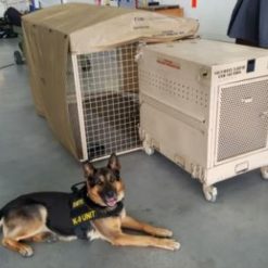 This is a photograph of a military working dog, specifically a German Shepherd, laying down in front of two portable kennels in a room with a blue floor. The dog is wearing a black vest with the words ‘K9 UNIT’ written on it, indicating its role in law enforcement or military operations. The kennels are tan and white in color and have wire mesh doors, suggesting they are used for housing or transporting the dog. The room’s blue floor and the wall with a window and a door form the background of the image. This scene represents the readiness and discipline of military working dogs and their crucial role in the United States military and Department of Defense.